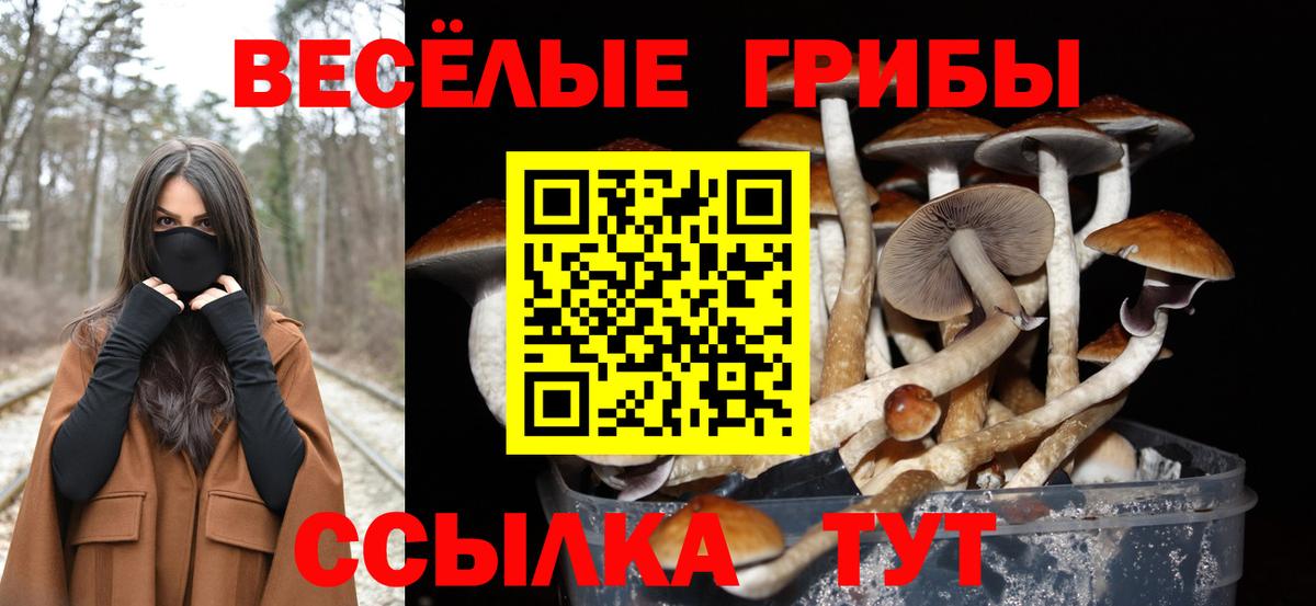 Псилоцибиновые грибы Psilocybe Иваново
